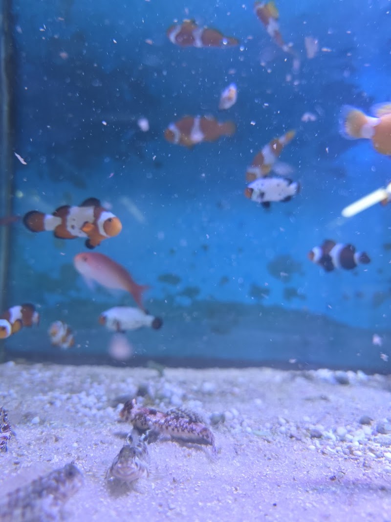 Aqualife Aquarium Systems - Photo 4