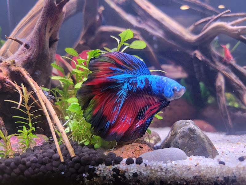 PNW Bettas - Photo 3