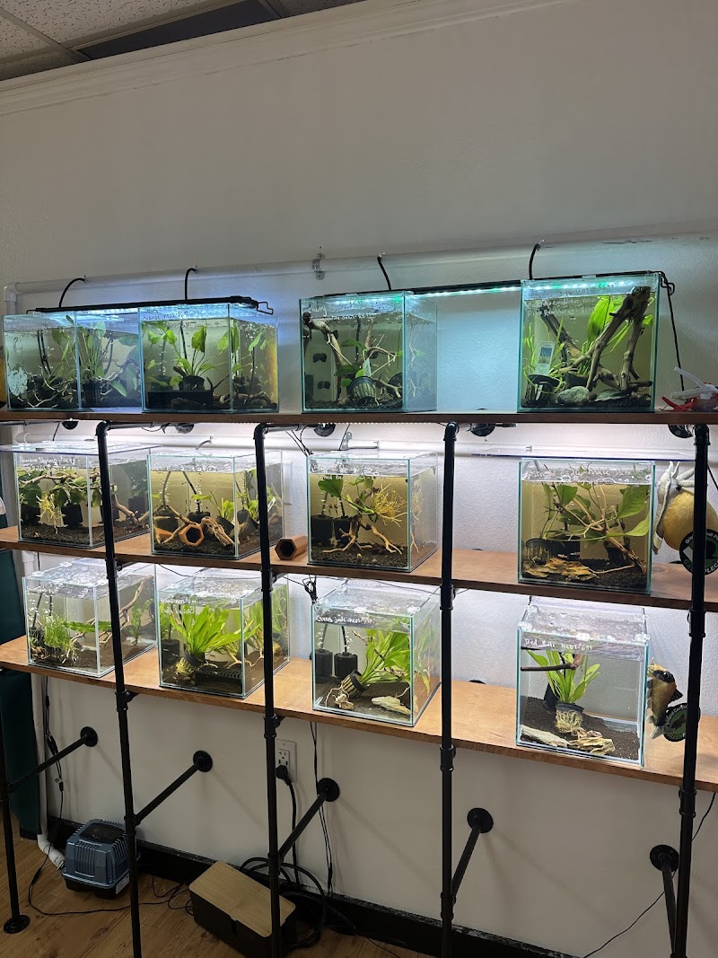 PNW Bettas - Photo 5