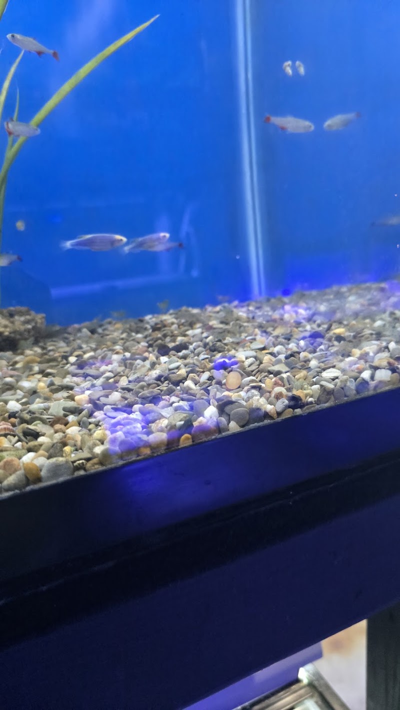 The Premium Aquarium - Photo 4