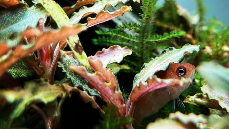 Pisces Aquaria - Photo 2