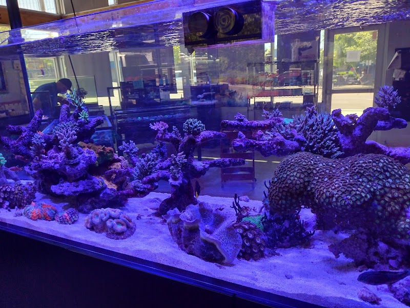 Cuttle Fish and Corals - Photo 3