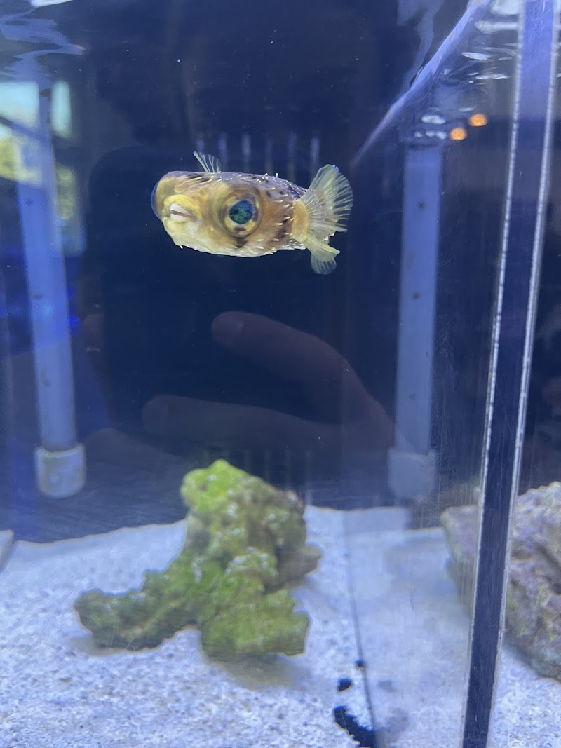 Cuttle Fish and Corals - Photo 4