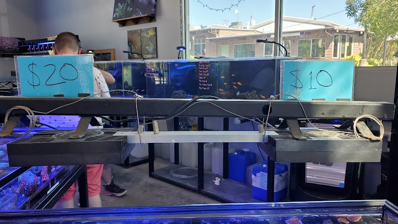 Cuttle Fish and Corals - Photo 5