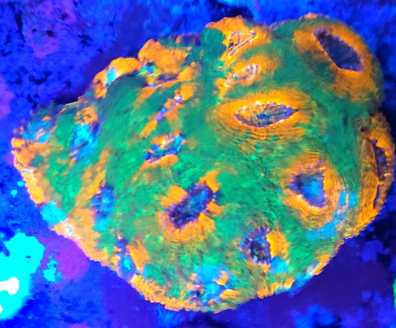 Woody's Seahorse Aquarium & Supply - Photo 2