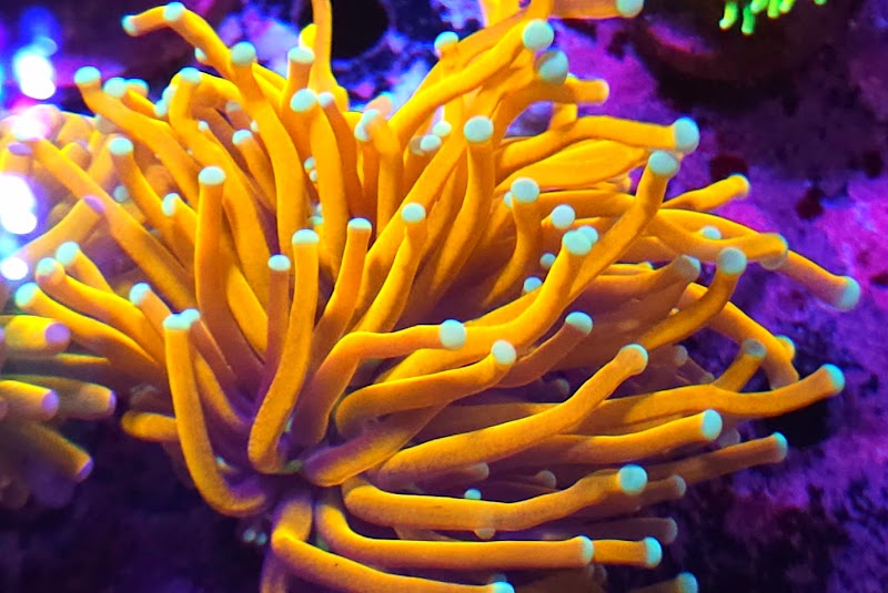 Woody's Seahorse Aquarium & Supply - Photo 3