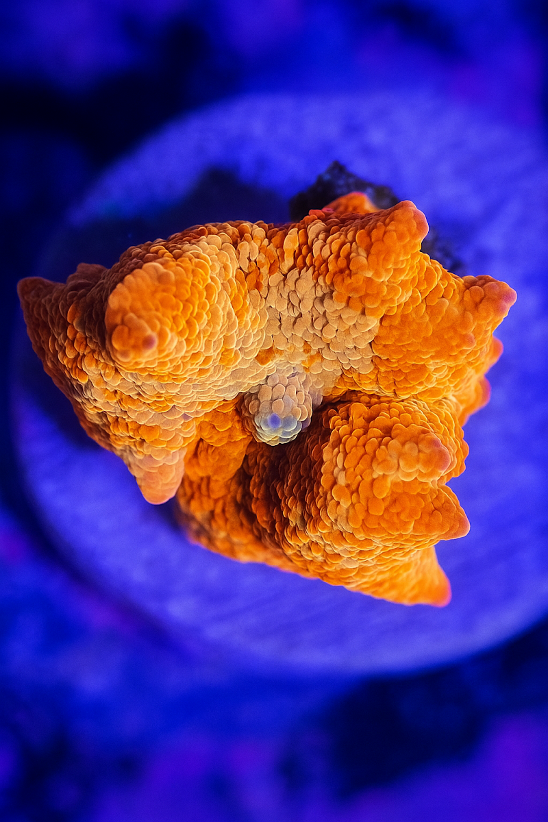 Woody's Seahorse Aquarium & Supply - Photo 4