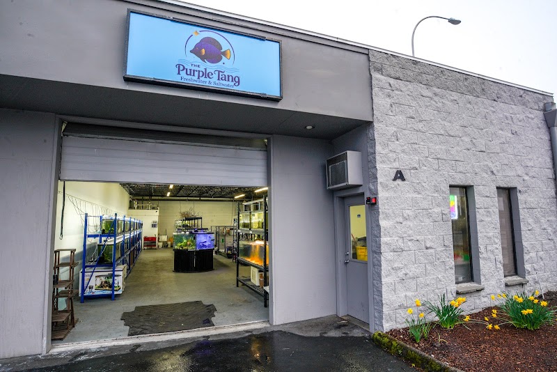 The Purple Tang - Photo 1