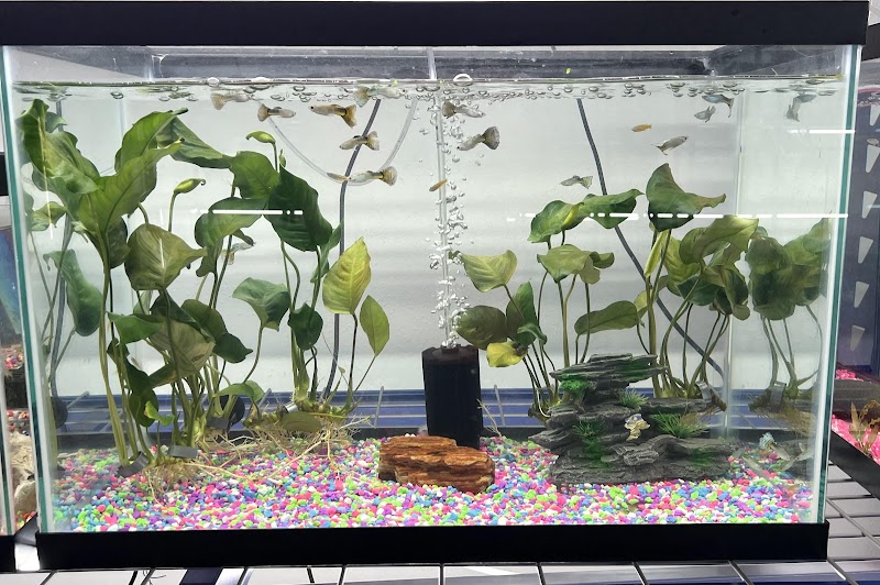 The Purple Tang - Photo 3