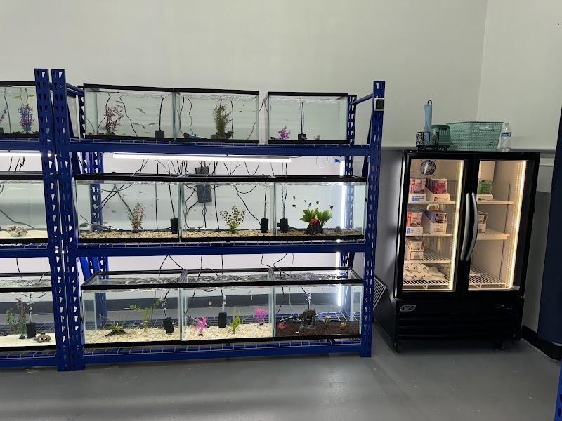 The Purple Tang - Photo 4