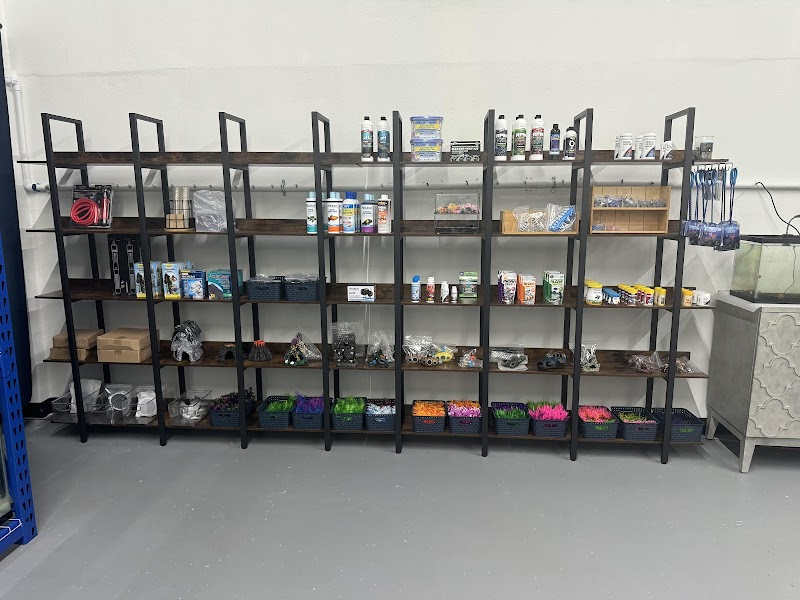 The Purple Tang - Photo 5