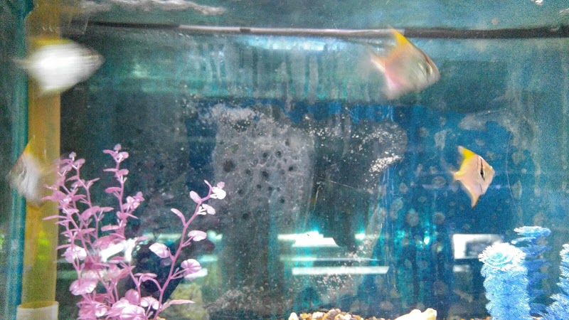 Caye's Aquarium - Photo 3