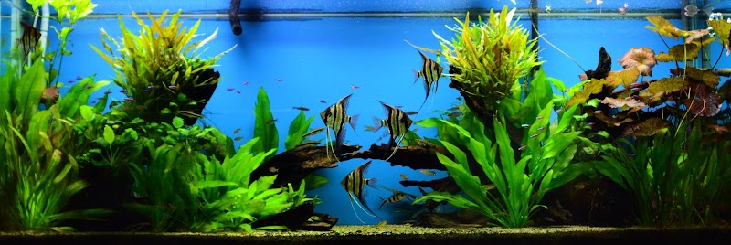 The Wet Spot Tropical Fish - Photo 2