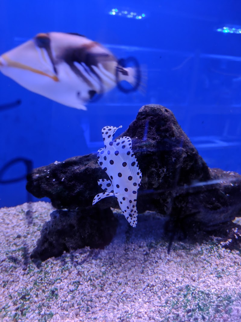 Upscales-Fish & Reptiles LLC - Photo 4