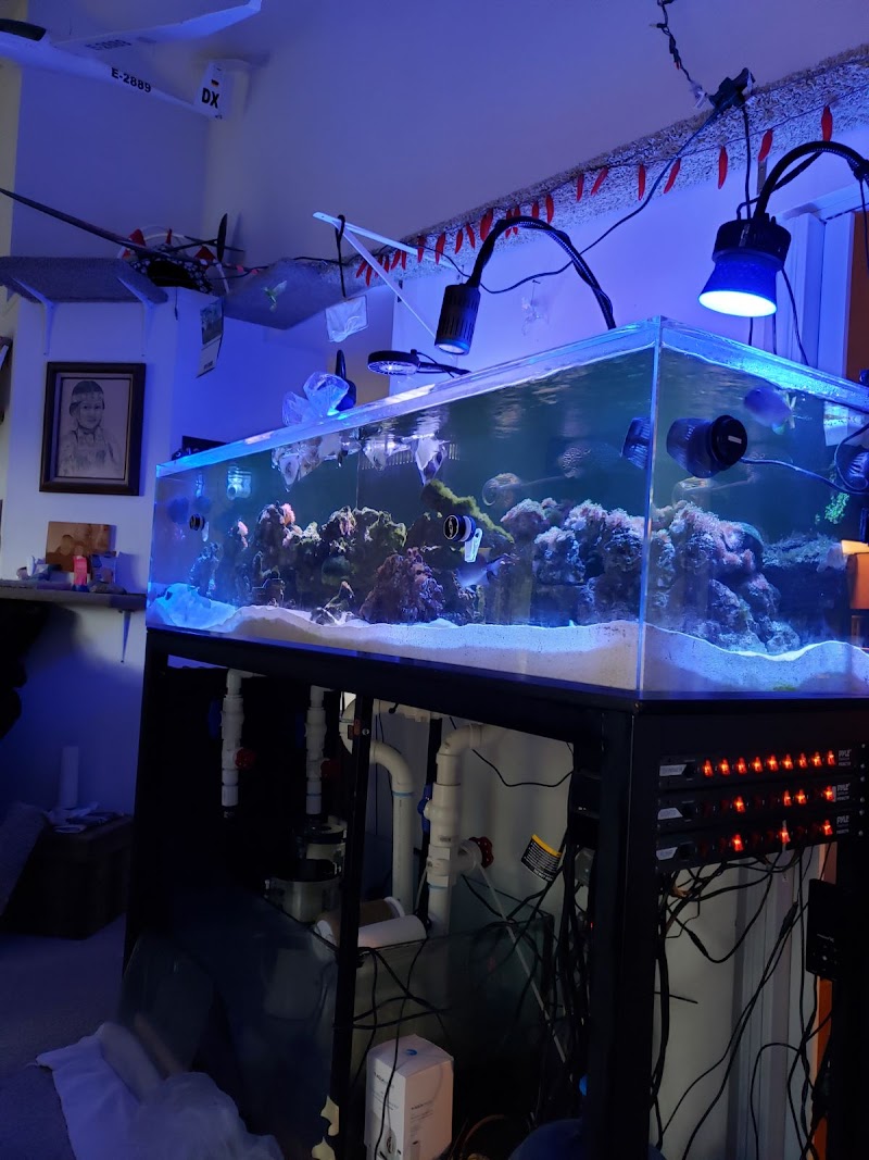 The Nautilus Tropical Fish - Photo 3