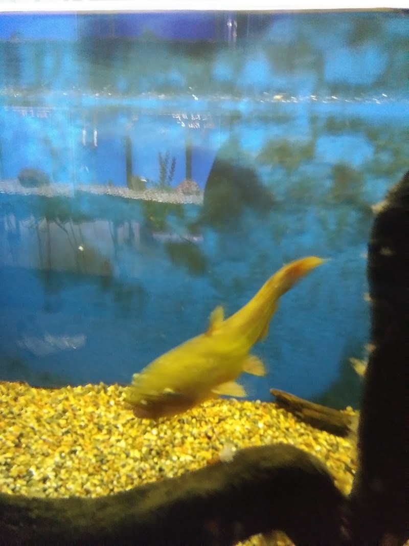 The Nautilus Tropical Fish - Photo 4