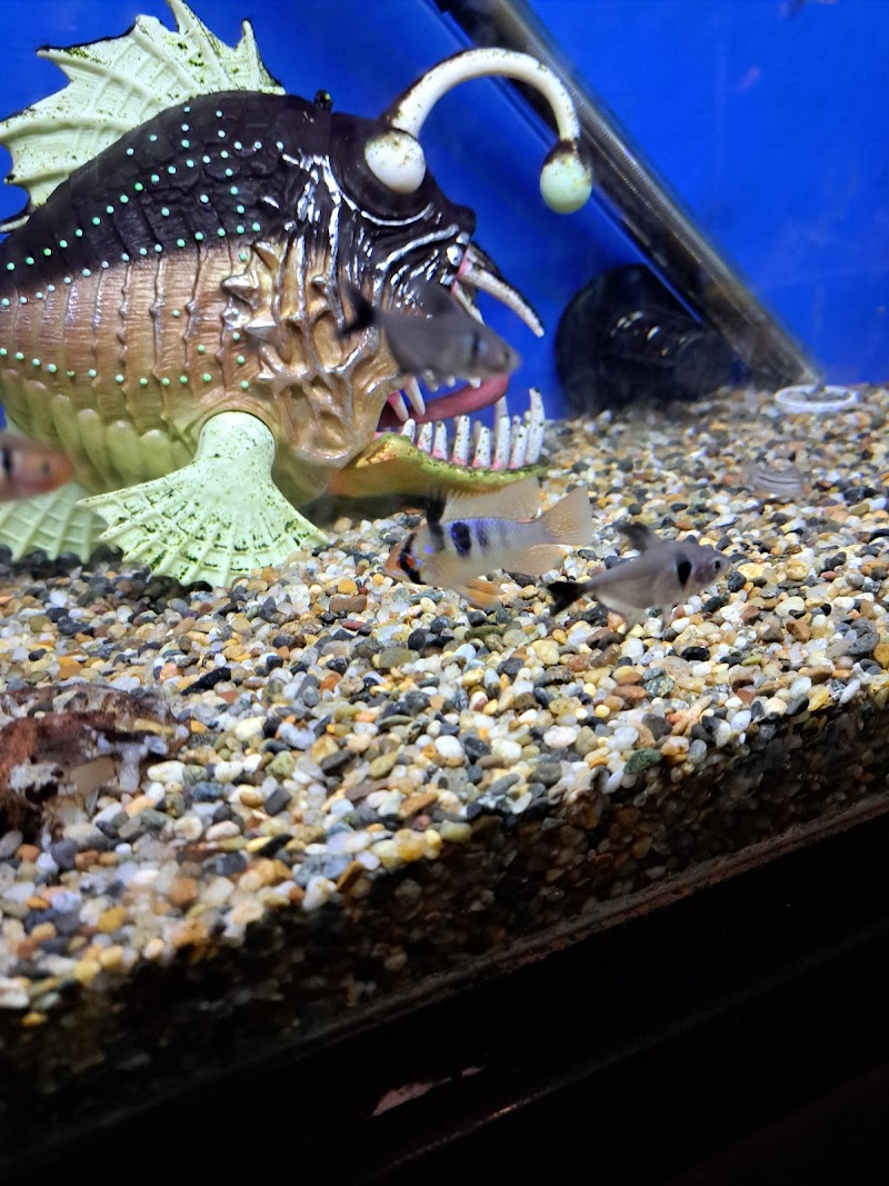 The Nautilus Tropical Fish - Photo 5