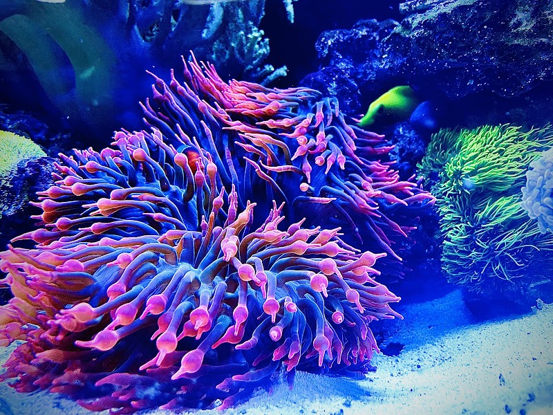 The Crimson Reef, LLC - Photo 2