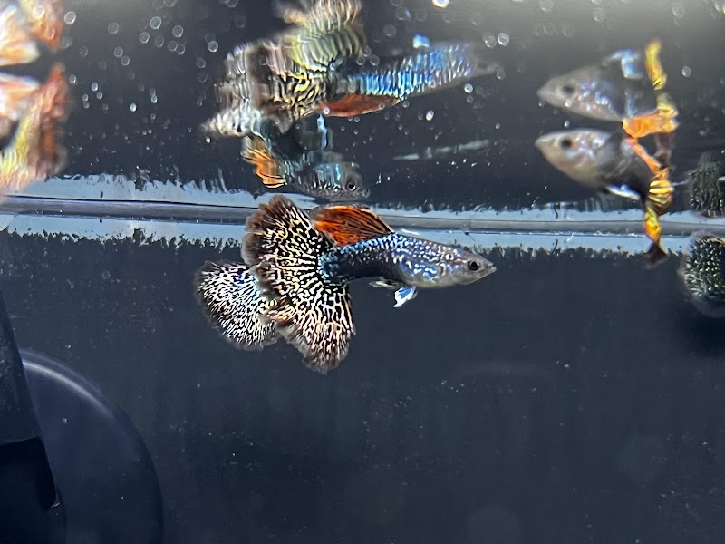 Darr's Aquatics - Photo 3