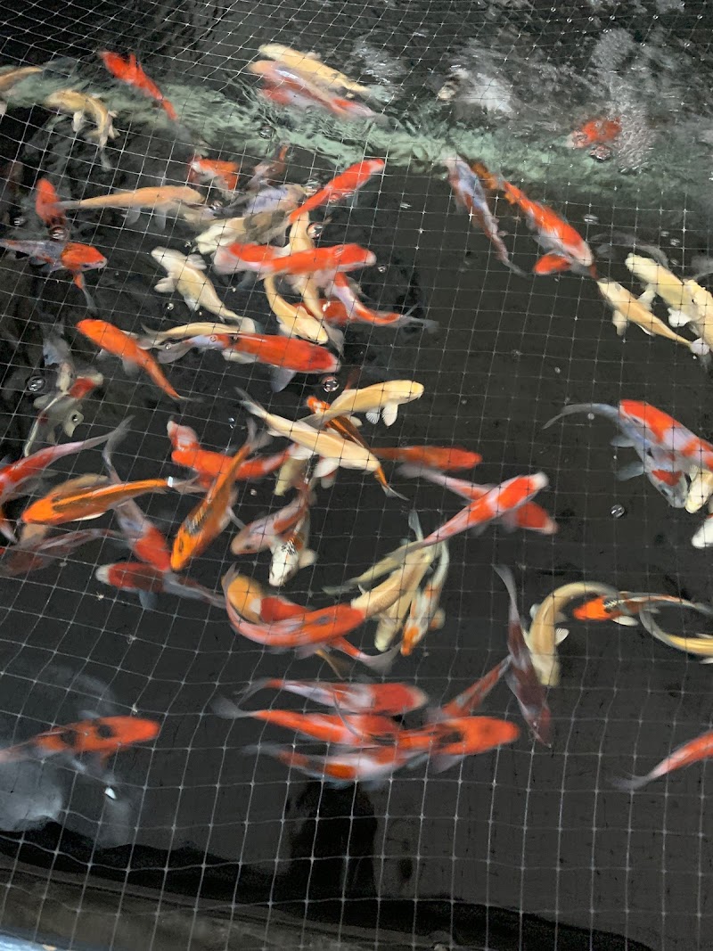 Rising Sun Koi - Photo 3