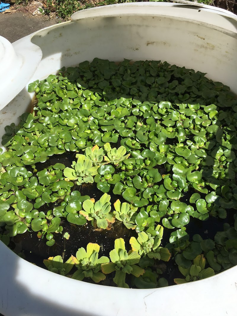 Rising Sun Koi - Photo 5