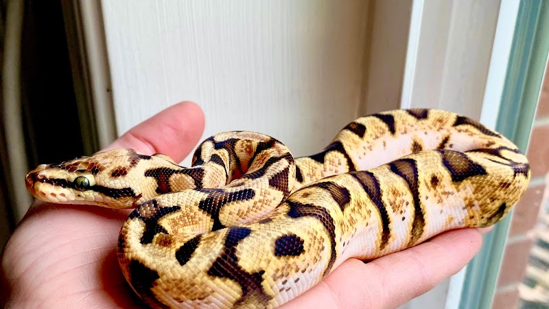 S & H Exotics - Photo 2