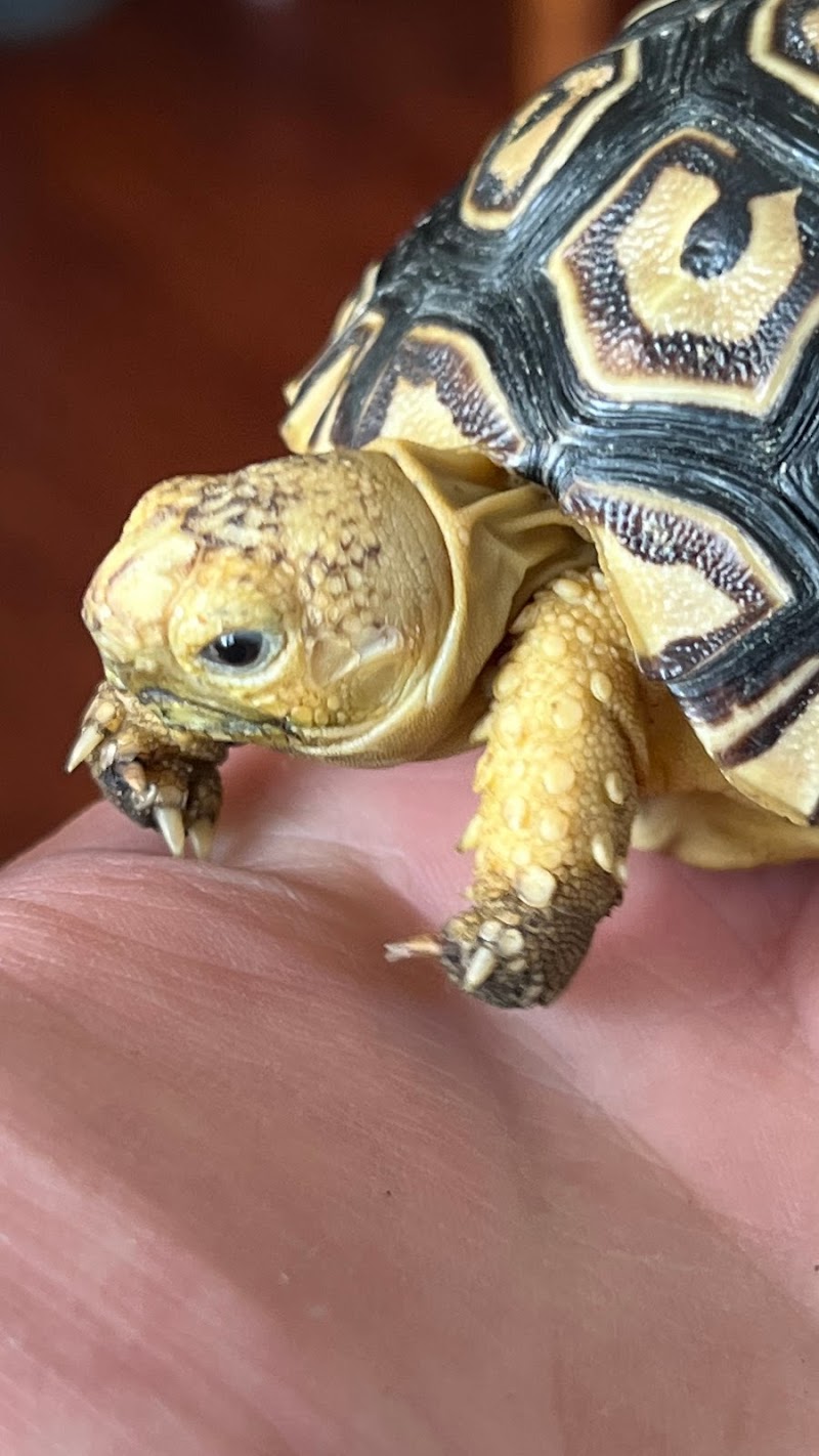 S & H Exotics - Photo 3