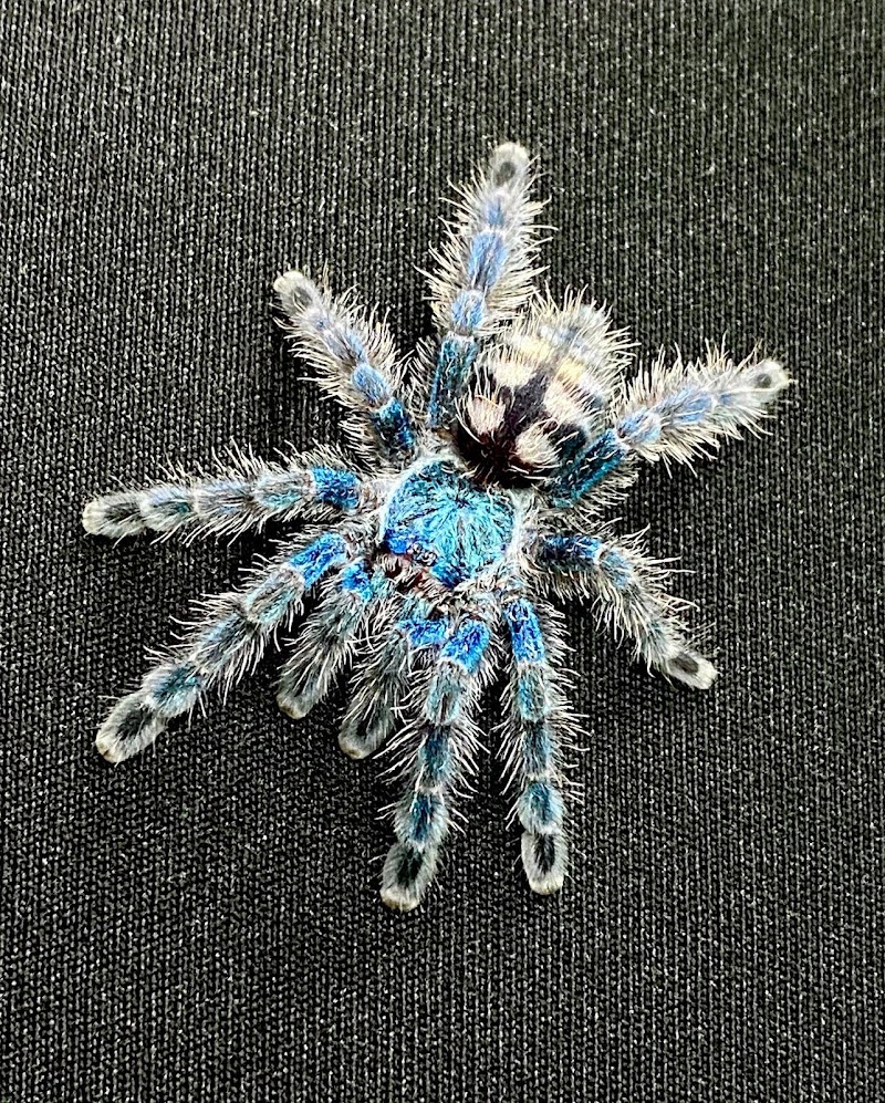 S & H Exotics - Photo 5