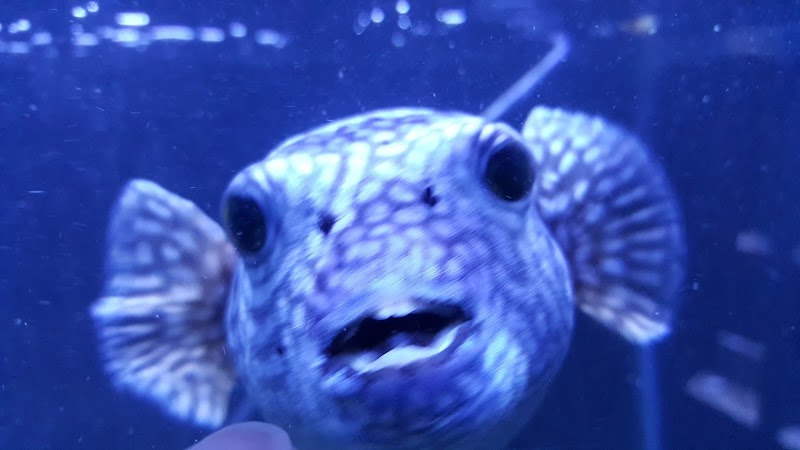 Exotic Fish & Pets - Photo 2