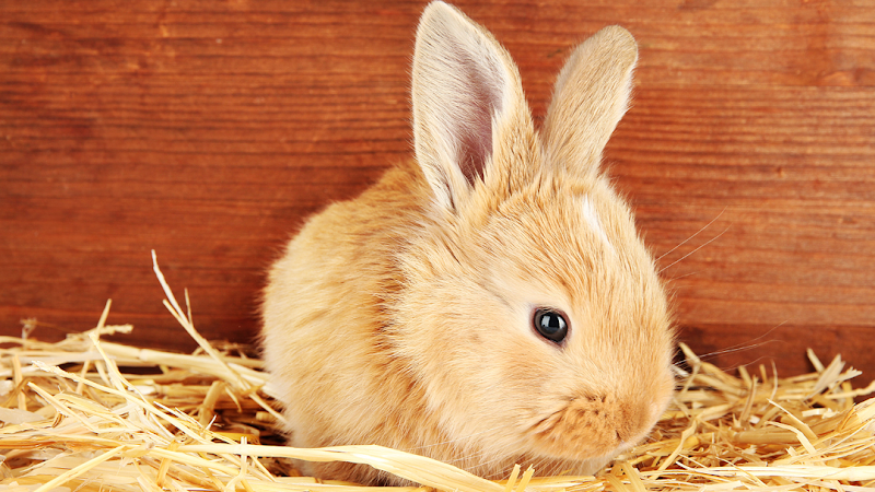 Living Things - Photo 2