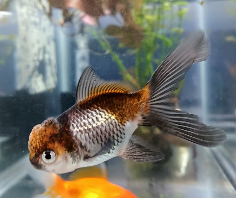 The Reptile Depot - Photo 3