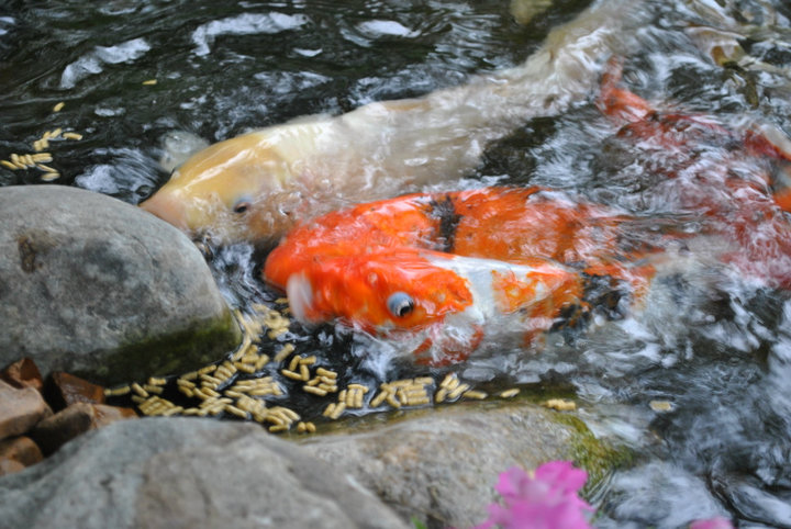 That Pond Place - Photo 3