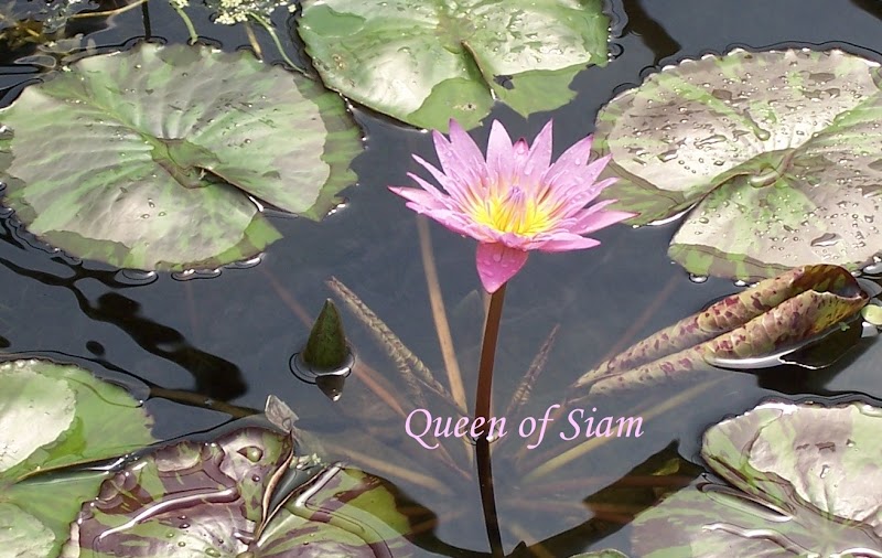 Holland's Water Gardens - Photo 1