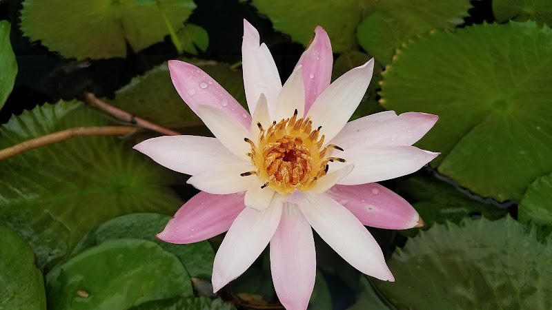 Holland's Water Gardens - Photo 3