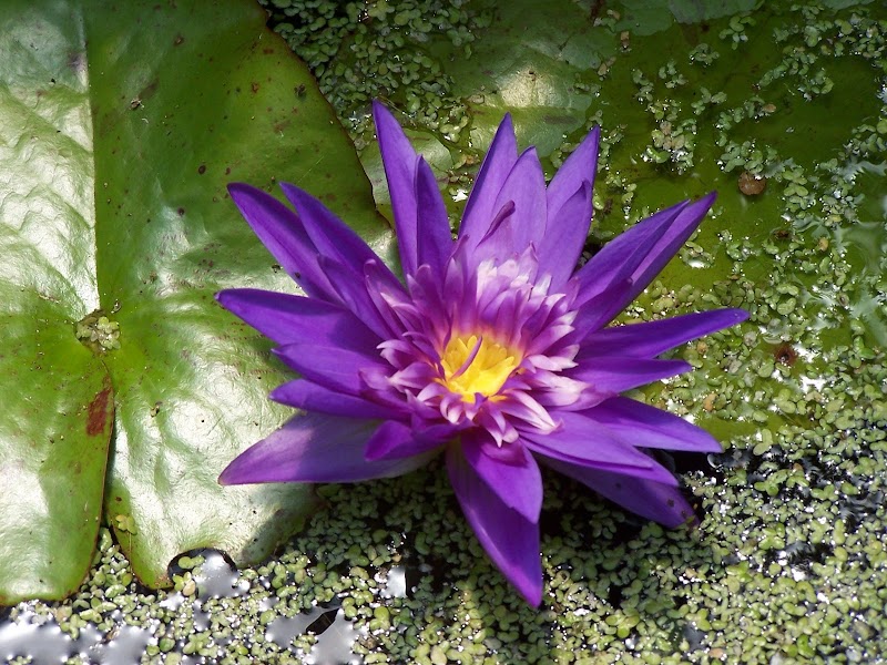 Holland's Water Gardens - Photo 5