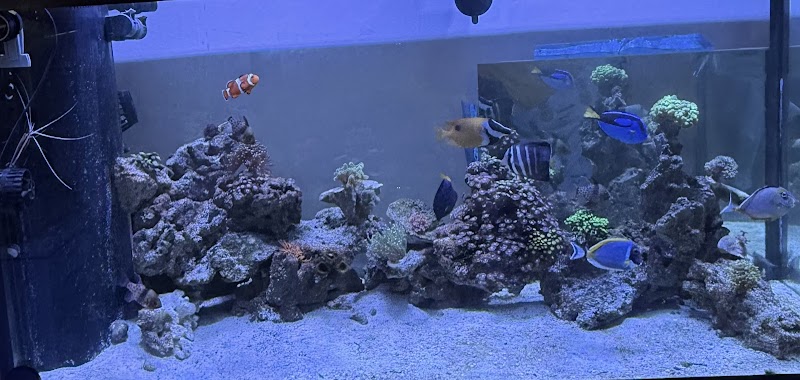 Main Line Coral Gardens - Photo 4