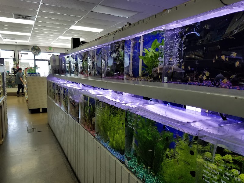 Reef Tropical Fish - Photo 2