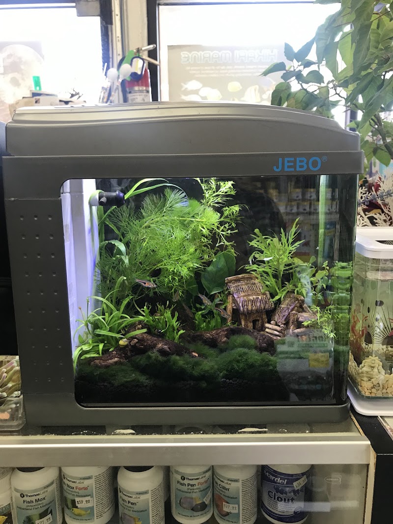 Reef Tropical Fish - Photo 3