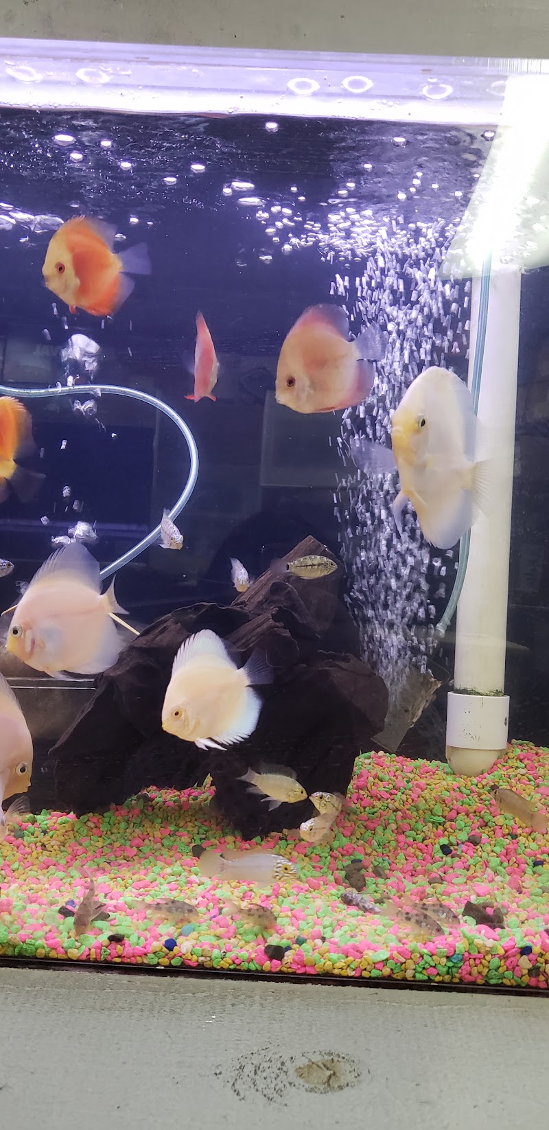 Reef Tropical Fish - Photo 5