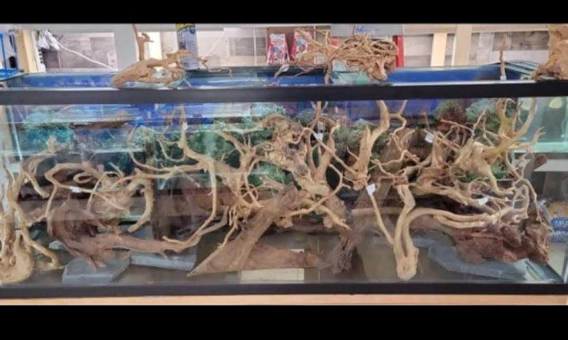 O'FishShell - Photo 3