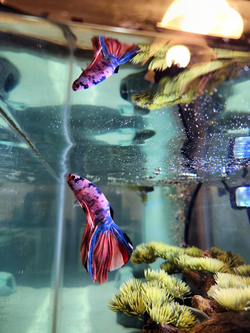 O'FishShell - Photo 4