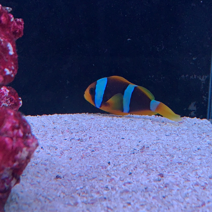 Reef factory us - Photo 4