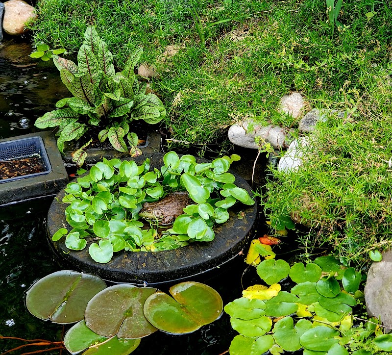 Ziegler's Ponds and Aquatic Nursery - Photo 2