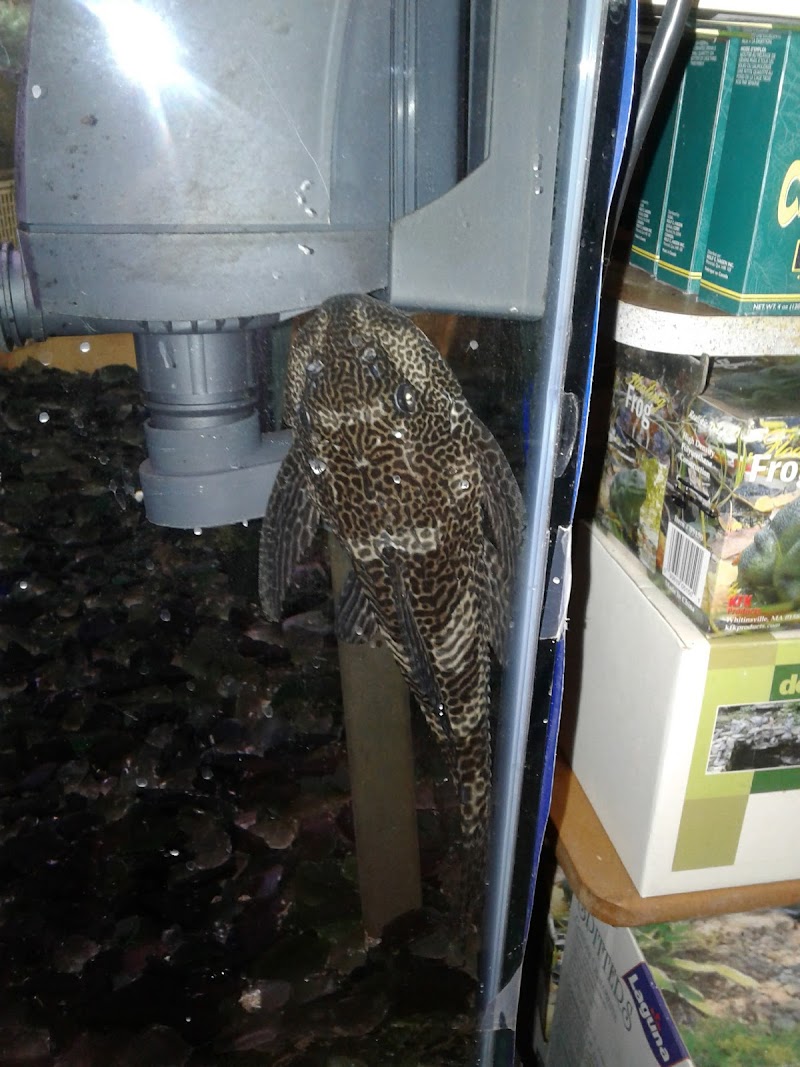 The Fish Bowl Too - Photo 5