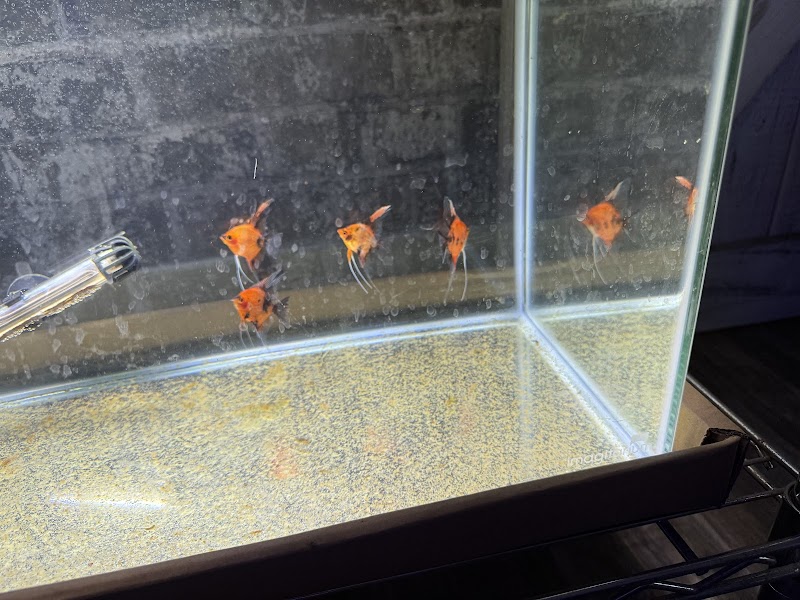 Amazonia Tropical Fish - Photo 1