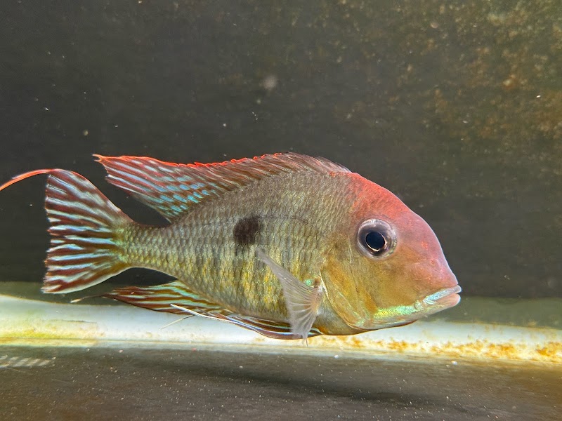 Amazonia Tropical Fish - Photo 3