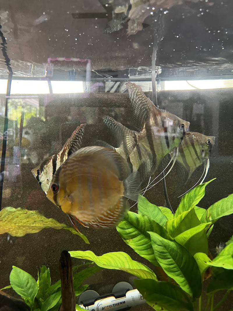 Amazonia Tropical Fish - Photo 4