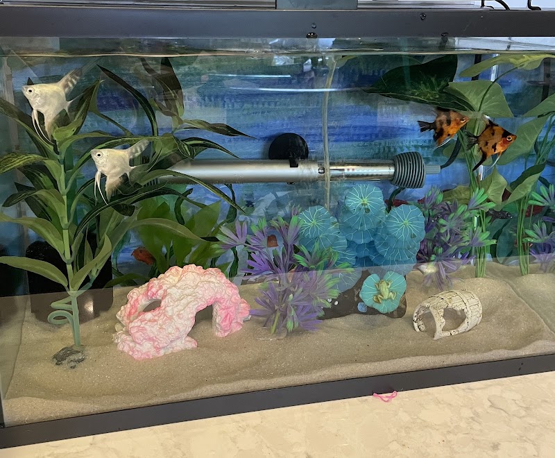 Amazonia Tropical Fish - Photo 5