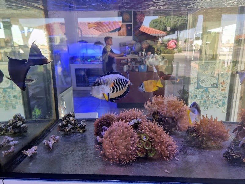 Amazing Aquariums & Reefs - Photo 3