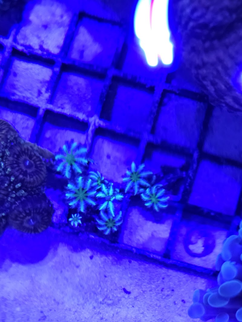 Amazing Aquariums & Reefs - Photo 4